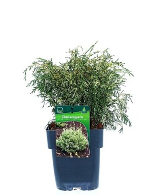 Chamaecyparis lawsoniana 'Pearly Swirls' arbuste 30-40 cm C2