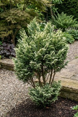 Chamaecyparis lawsoniana 'Pearly Swirls' arbuste 30-40 cm C2