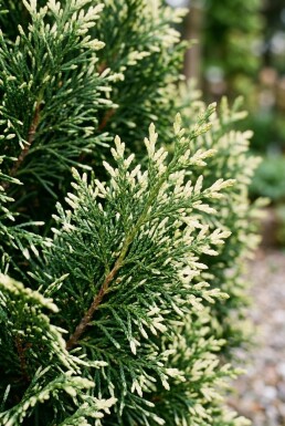 Chamaecyparis lawsoniana 'Pearly Swirls' arbuste 30-40 cm C2