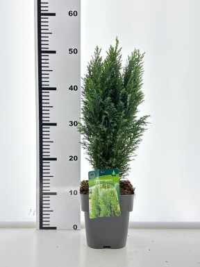Chamaecyparis lawsoniana 'Ellwoodii' arbuste 30-40 cm C2