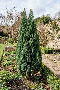 Chamaecyparis lawsoniana 'Ellwoodii' arbuste 30-40 cm C2