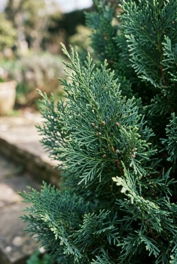 Chamaecyparis lawsoniana 'Ellwoodii' arbuste 30-40 cm C2