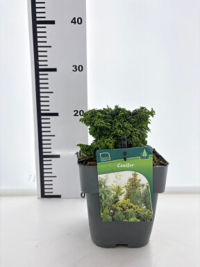 Chamaecyparis 'Maureen' arbuste 15-20 cm C2
