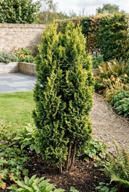 Chamaecyparis 'Maureen' arbuste 15-20 cm C2