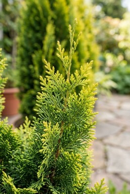 Chamaecyparis 'Maureen' arbuste 15-20 cm C2