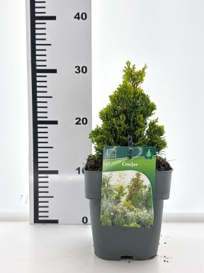 Chamaecyparis 'Meroki Twin' arbuste C2