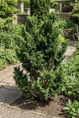 Chamaecyparis 'Meroki Twin' arbuste C2