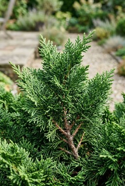 Chamaecyparis 'Meroki Twin' arbuste C2