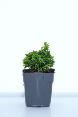 Chamaecyparis obtusa 'Aurora' arbuste 15-20 cm C1