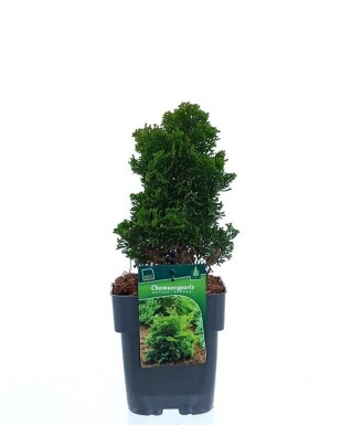 Chamaecyparis obtusa 'Aurora' arbuste 20-25 cm C2