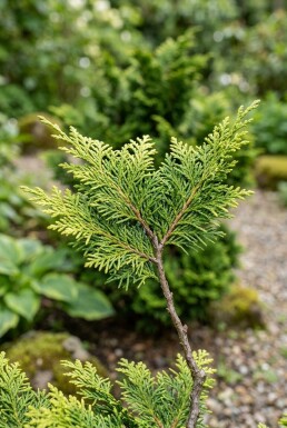 Chamaecyparis obtusa 'Aurora' arbuste 20-25 cm C2
