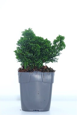 Chamaecyparis obtusa 'Nana Gracilis' arbuste 15-20 cm C1