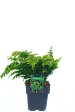 Chamaecyparis obtusa 'Fernspray Gold' arbuste 30-40 cm C2