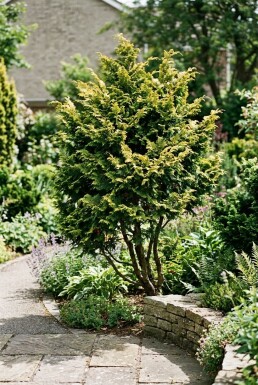 Chamaecyparis obtusa 'Fernspray Gold' arbuste 30-40 cm C2