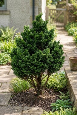 Chamaecyparis obtusa 'Gitte' arbuste 20-25 cm C2