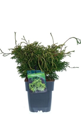 Chamaecyparis obtusa 'Gitte' arbuste 20-25 cm C2