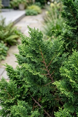Chamaecyparis obtusa 'Gitte' arbuste 20-25 cm C2