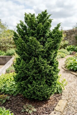 Chamaecyparis obtusa 'Teddy Bear' arbuste 20-25 cm C2
