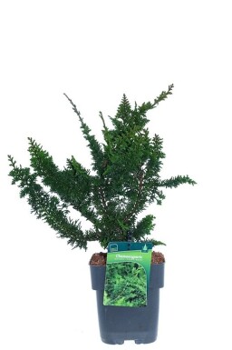 Chamaecyparis obtusa 'Teddy Bear' arbuste 20-25 cm C2