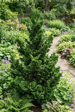 Chamaecyparis obtusa 'Teddy Bear' arbuste 20-25 cm C2