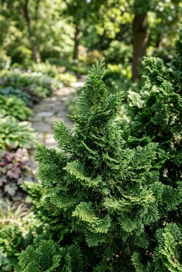 Chamaecyparis obtusa 'Teddy Bear' arbuste 20-25 cm C2