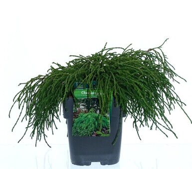 Chamaecyparis pisifera 'Filifera Nana' arbuste 20-25 cm C2