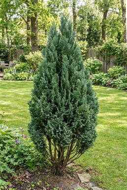 Chamaecyparis lawsoniana 'Ellwood's Empire' arbuste 30-40 cm C2