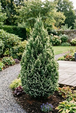 Chamaecyparis lawsoniana 'Snow White' arbuste 30-40 cm C2