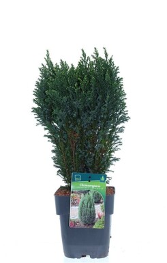 Chamaecyparis lawsoniana 'Snow White' arbuste 30-40 cm C2