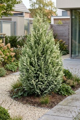 Chamaecyparis lawsoniana 'Snow White' arbuste 30-40 cm C2