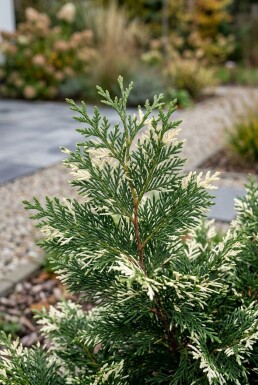 Chamaecyparis lawsoniana 'Snow White' arbuste 30-40 cm C2
