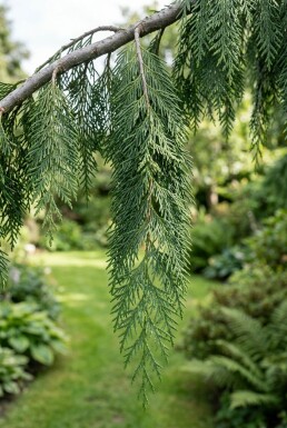 Chamaecyparis nootkatensis 'Pendula' arbuste 50-60 cm C3