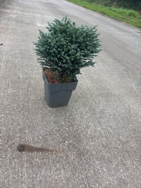 Chamaecyparis pisifera 'Filifera Nana' arbuste 25-30 cm C3