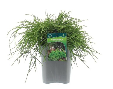 Chamaecyparis pisifera 'Sungold' arbuste 25-30 cm C3