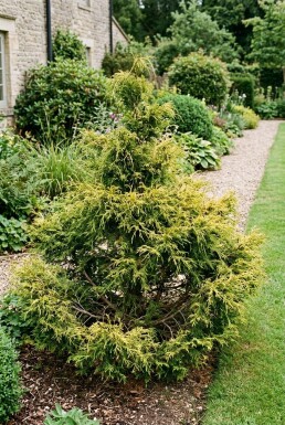 Chamaecyparis pisifera 'Sungold' arbuste 25-30 cm C3