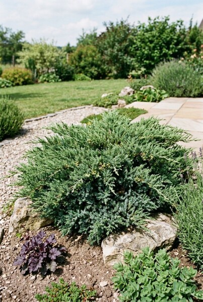 Juniperus horizontalis 'Andorra Compacta' arbuste 30-40 cm C3