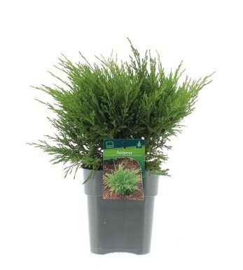 Juniperus horizontalis 'Andorra Compacta' arbuste 30-40 cm C3