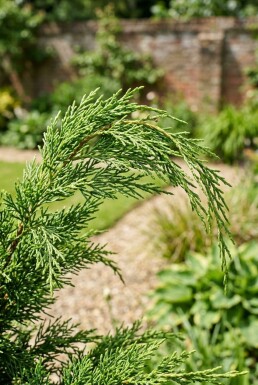 Juniperus pfitzeriana 'Mint Julep' arbuste 30-35 cm C3