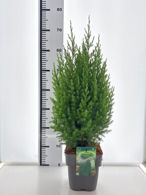 Juniperus chinensis 'Stricta' arbuste 40-45 cm C3