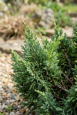 Juniperus chinensis 'Stricta' arbuste 40-45 cm C3