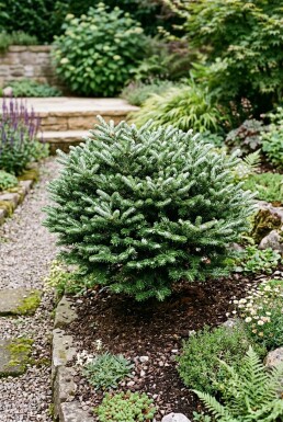 Abies koreana 'Kohout's Icebreaker' arbuste 30-35 cm C18
