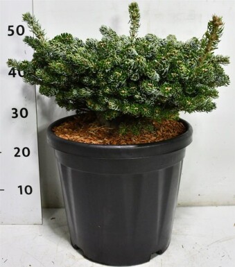Abies koreana 'Kohout's Icebreaker' arbuste 30-35 cm C18