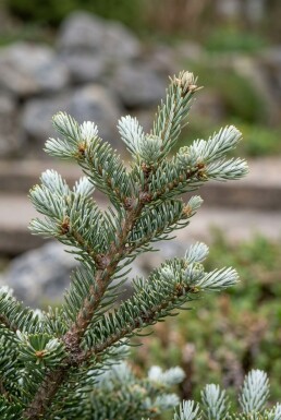 Abies koreana 'Kohout's Icebreaker' arbuste 30-35 cm C18
