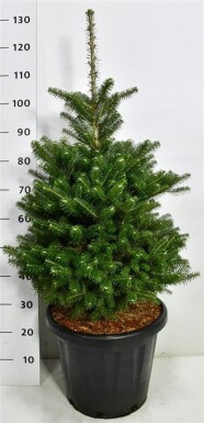 Abies koreana arbuste 60-80 cm C25