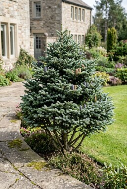 Abies koreana arbuste 60-80 cm C25