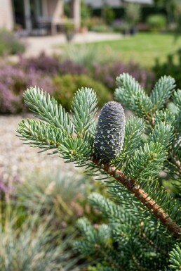 Abies koreana arbuste 60-80 cm C25