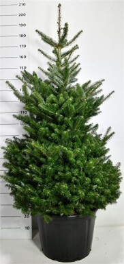 Abies koreana arbuste 125-150 cm C65