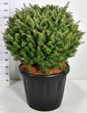 Abies koreana boule 80-90 cm C80