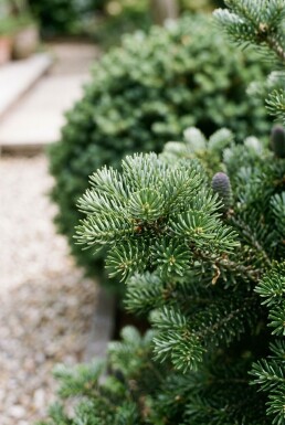 Abies koreana boule 80-90 cm C80