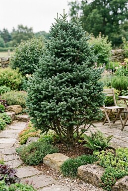 Abies lasiocarpa 'Compacta' arbuste 60-70 cm C25